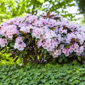 Der Rhododendron – der Strauch mit den prächtigen Blüten