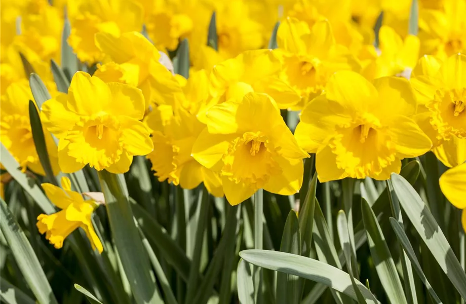 Ein buntes Osterfest mit den passenden Frühlingsboten