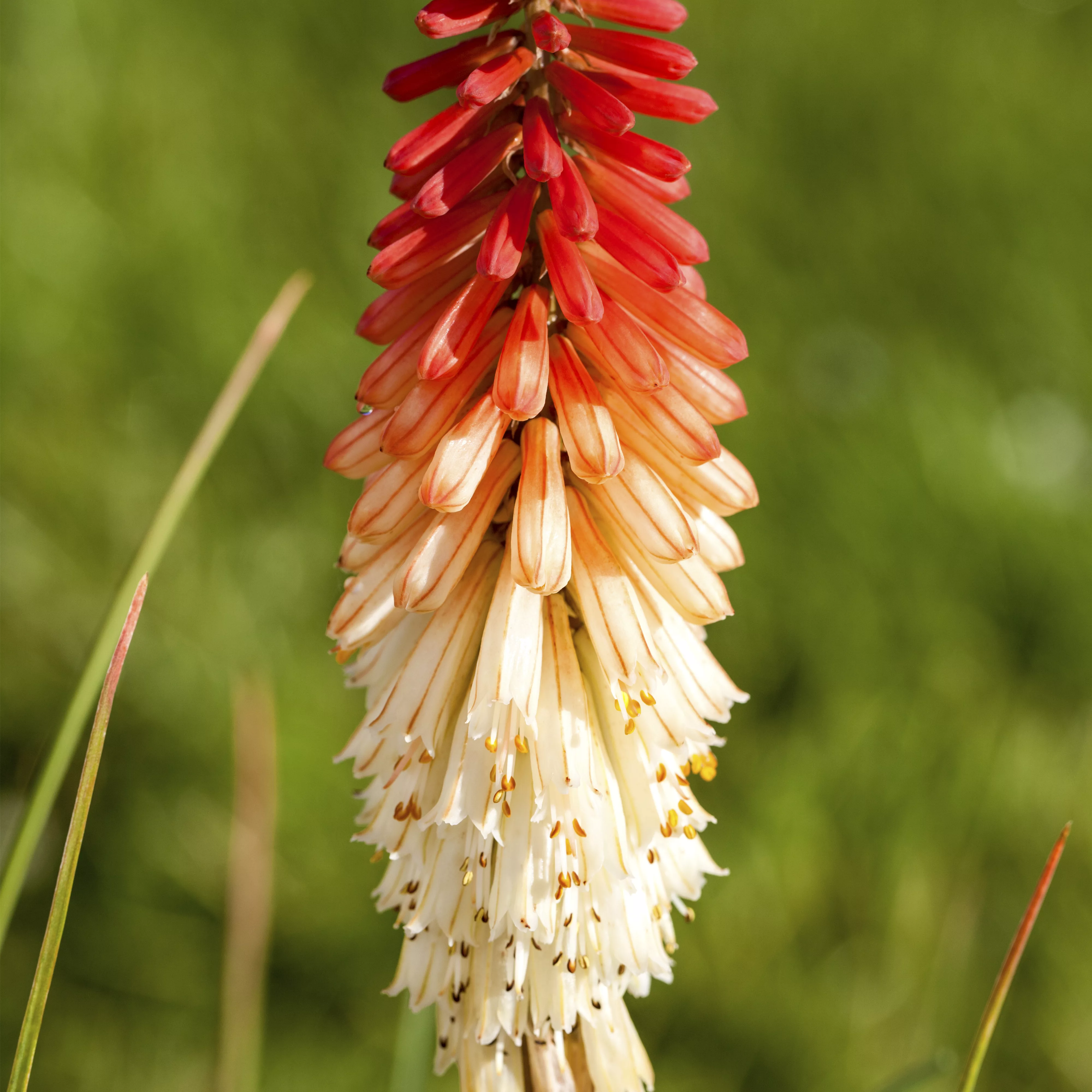 Fackellilien – ein florales Flammenmeer im Garten