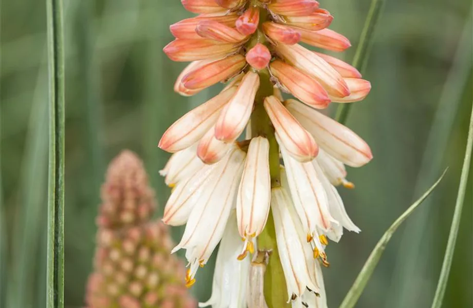 Fackellilien – ein florales Flammenmeer im Garten