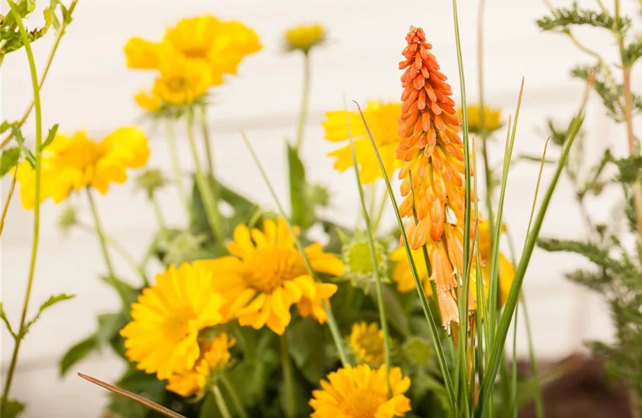 Fackellilien – ein florales Flammenmeer im Garten