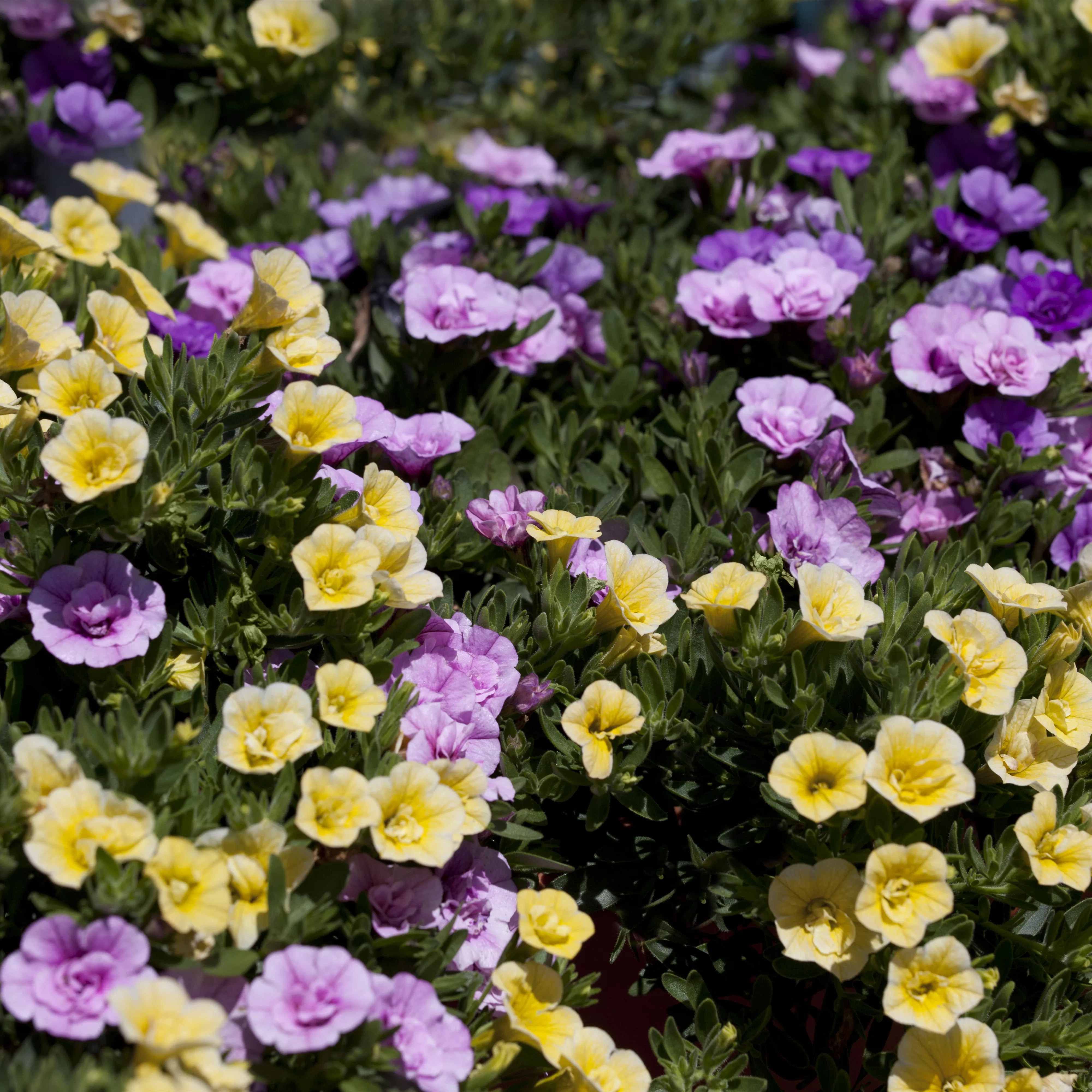 Farbe bekennen macht im Garten richtig Spaß!