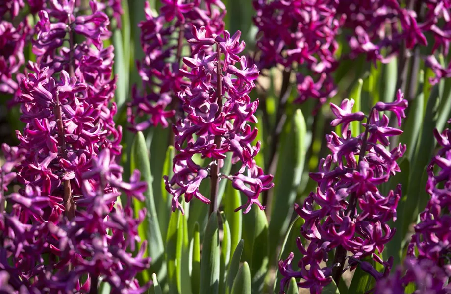 Hyazinthe, Krokus und Co. – der Frühling wird bunt