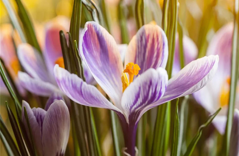 Hyazinthe, Krokus und Co. – der Frühling wird bunt