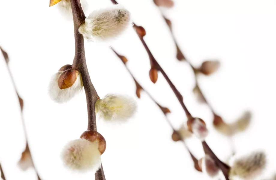 Hyazinthe, Krokus und Co. – der Frühling wird bunt