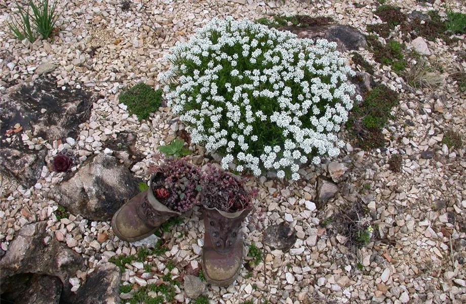 Blumenzwiebeln im Steingarten – So gelingt die Farbenpracht