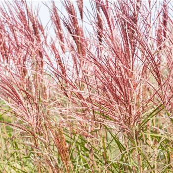 Ziergräser im Garten sind vielfältig einsetzbar 