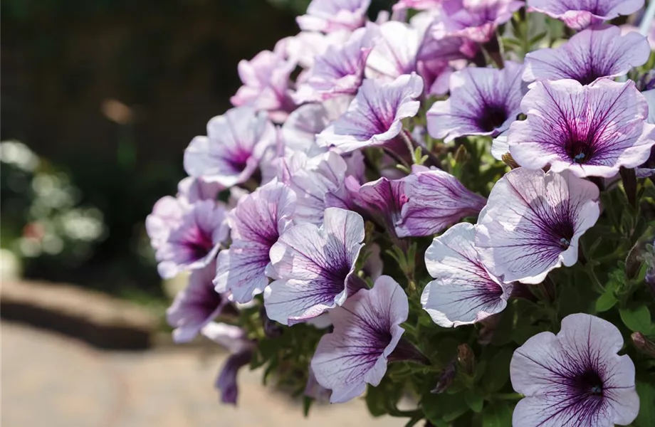 Urban Gardening – Blumenampel aus Konservendosen