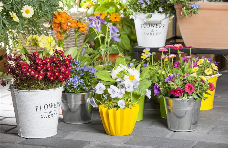 Dünger für Sommerblumen – der Extra-Kick für das Wachstum