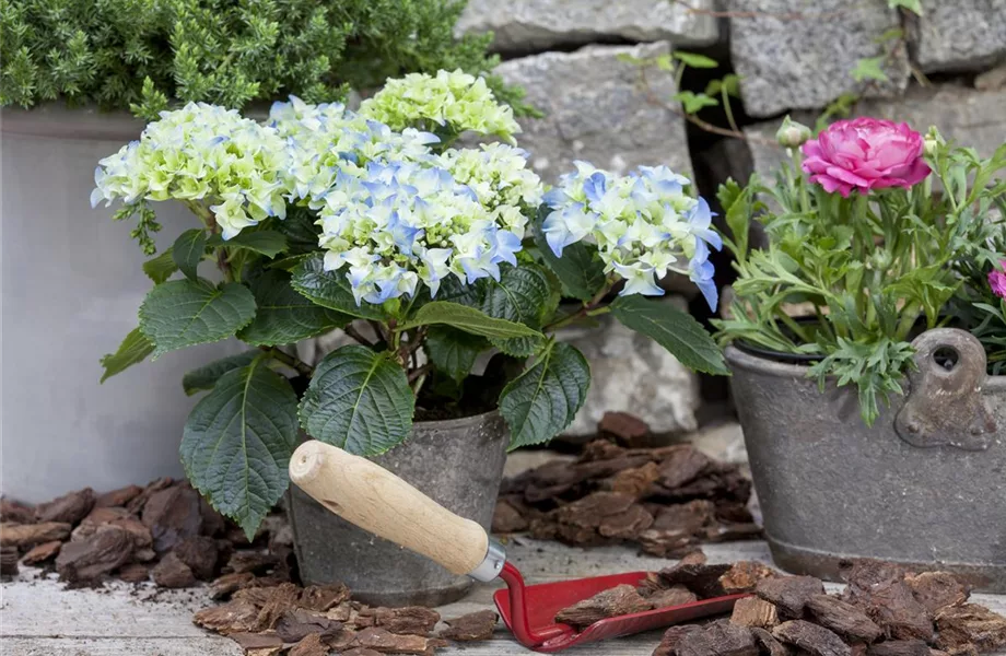 Dünger für Sommerblumen – der Extra-Kick für das Wachstum