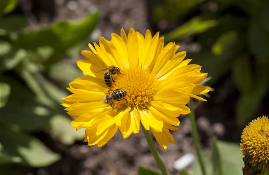 Ein Insektenhotel im Garten - Urlaub für Biene und Co.