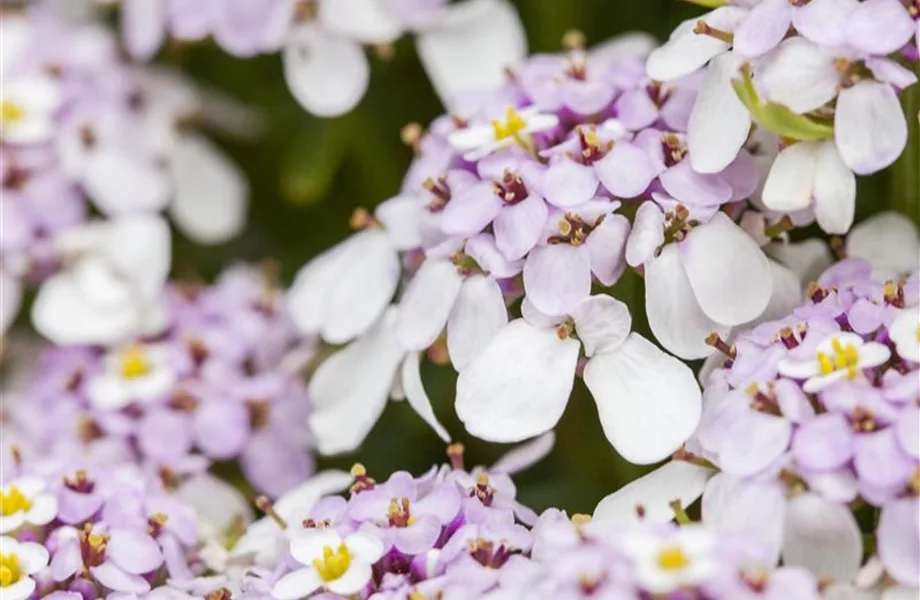 Die Schleifenblume – ein wahres Mauerblümchen