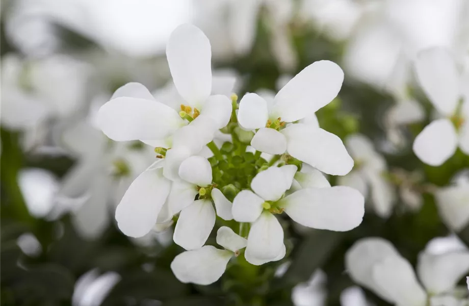 Die Schleifenblume – ein wahres Mauerblümchen