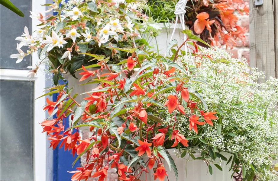 Farbe auf dem Balkon – Blumenzwiebeln für den Sommer