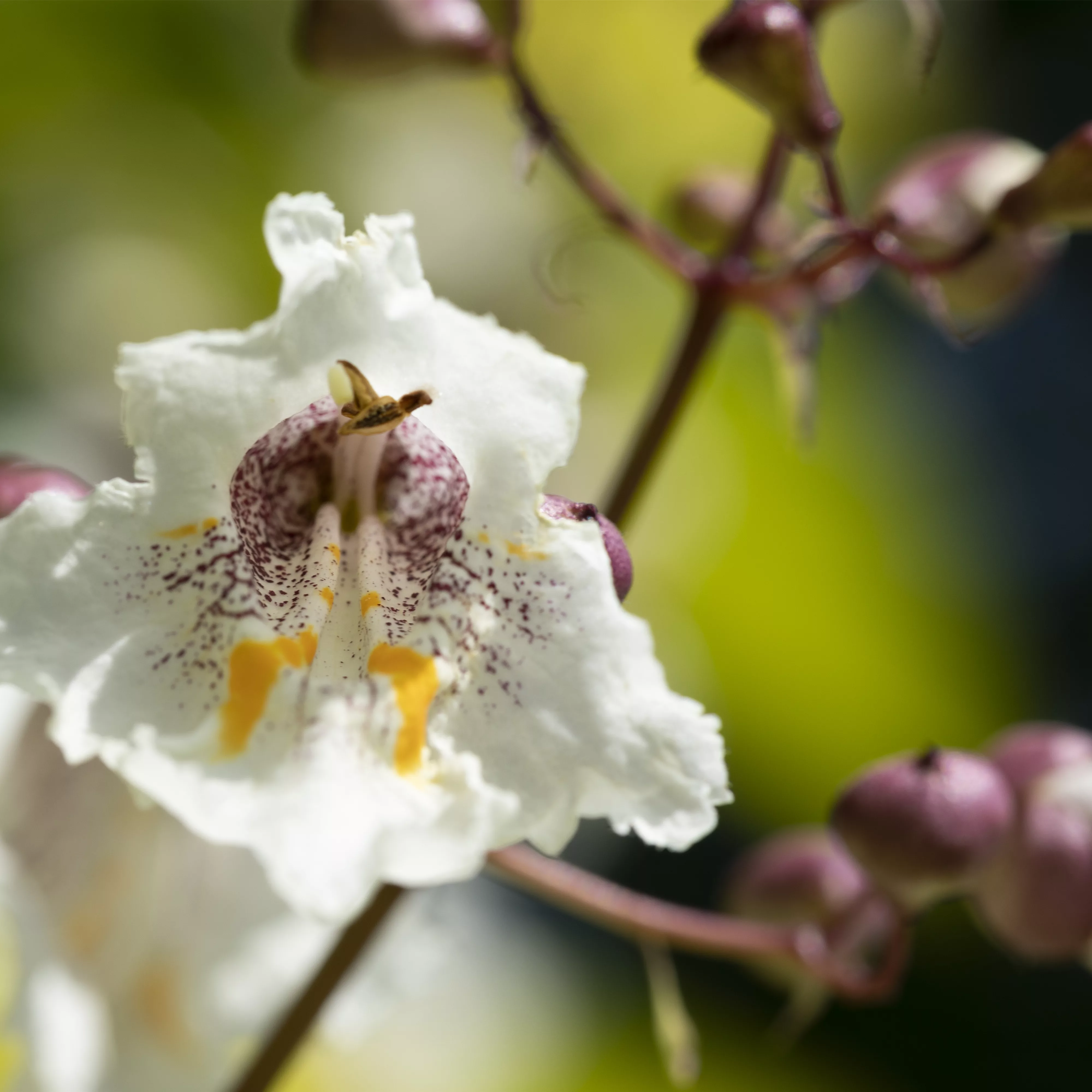 Exoten sorgen für besondere Hingucker im Garten