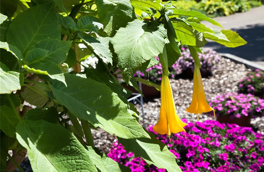 Exoten sorgen für besondere Hingucker im Garten