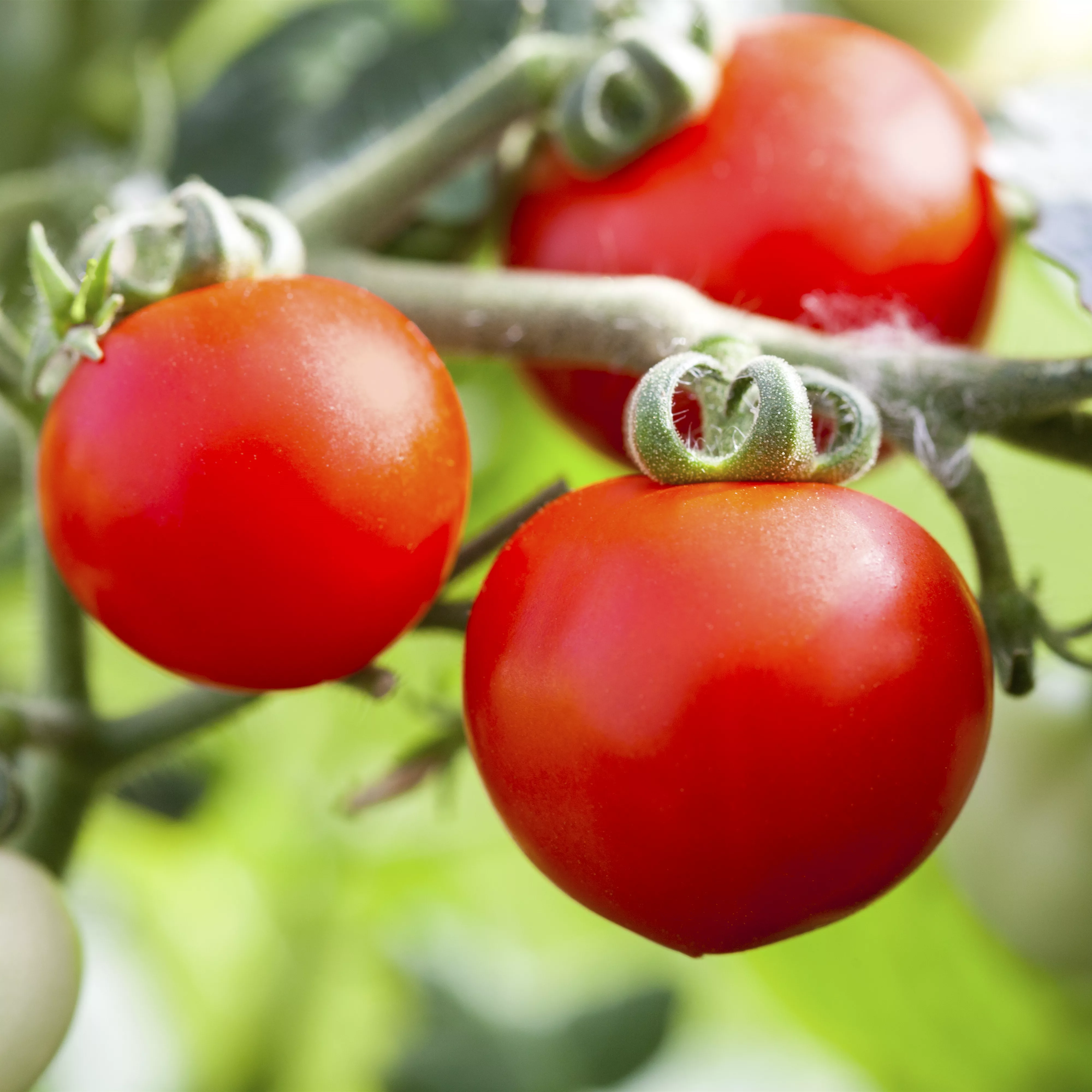 Tomatenrausch - So gelingen Anzucht, Kultur und Ernte