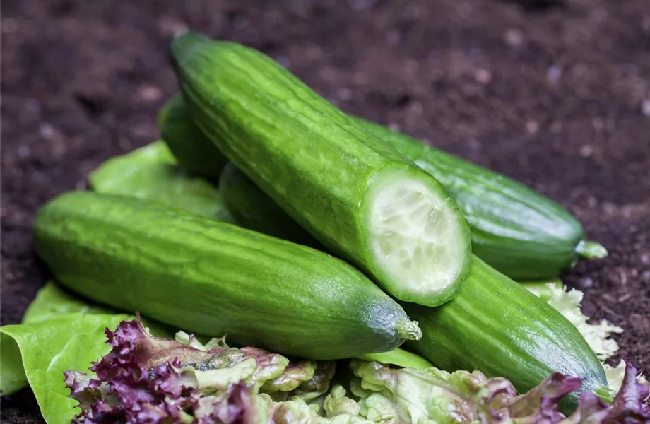 Ein bunter Salat auf dem Balkon mit Urban Gardening