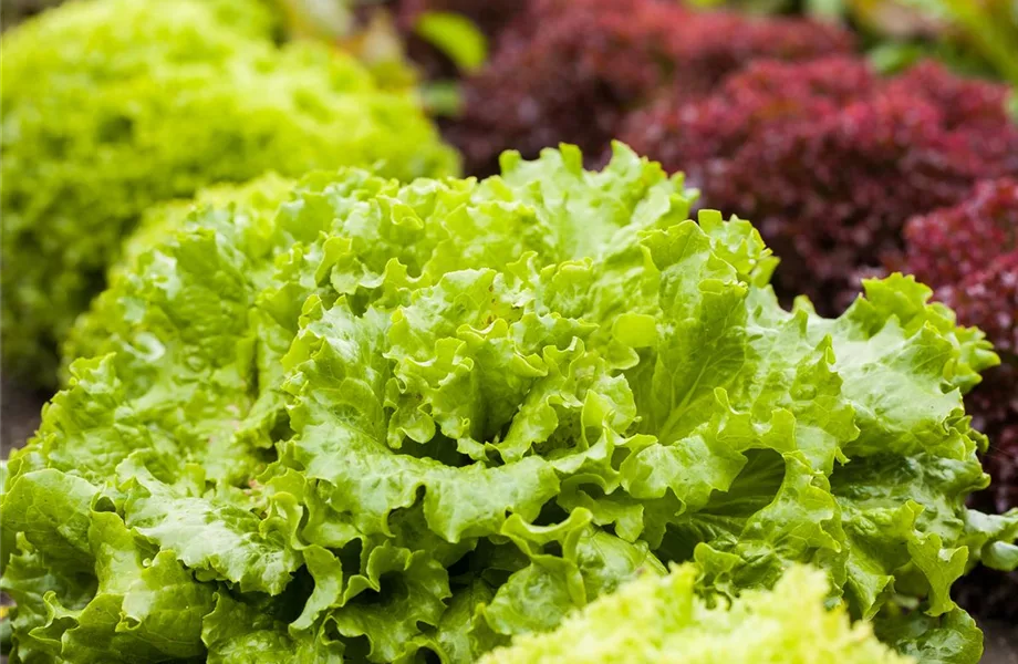 Ein bunter Salat auf dem Balkon mit Urban Gardening