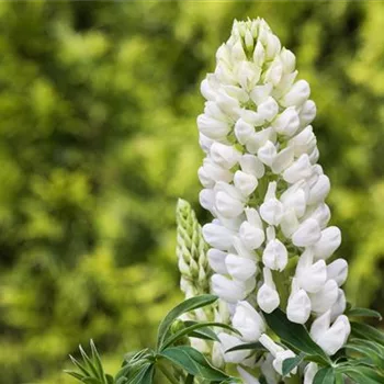 Lupinen, gut für den Garten und seine Bewohner