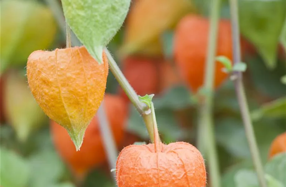 Mit der Lampionblume den Garten festlich schmücken