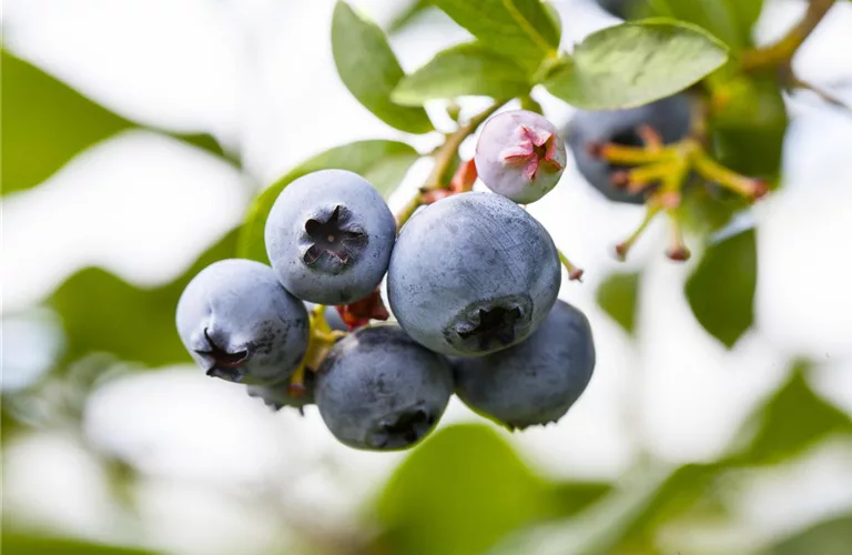 Vaccinium corymb.'Patriot' CAC