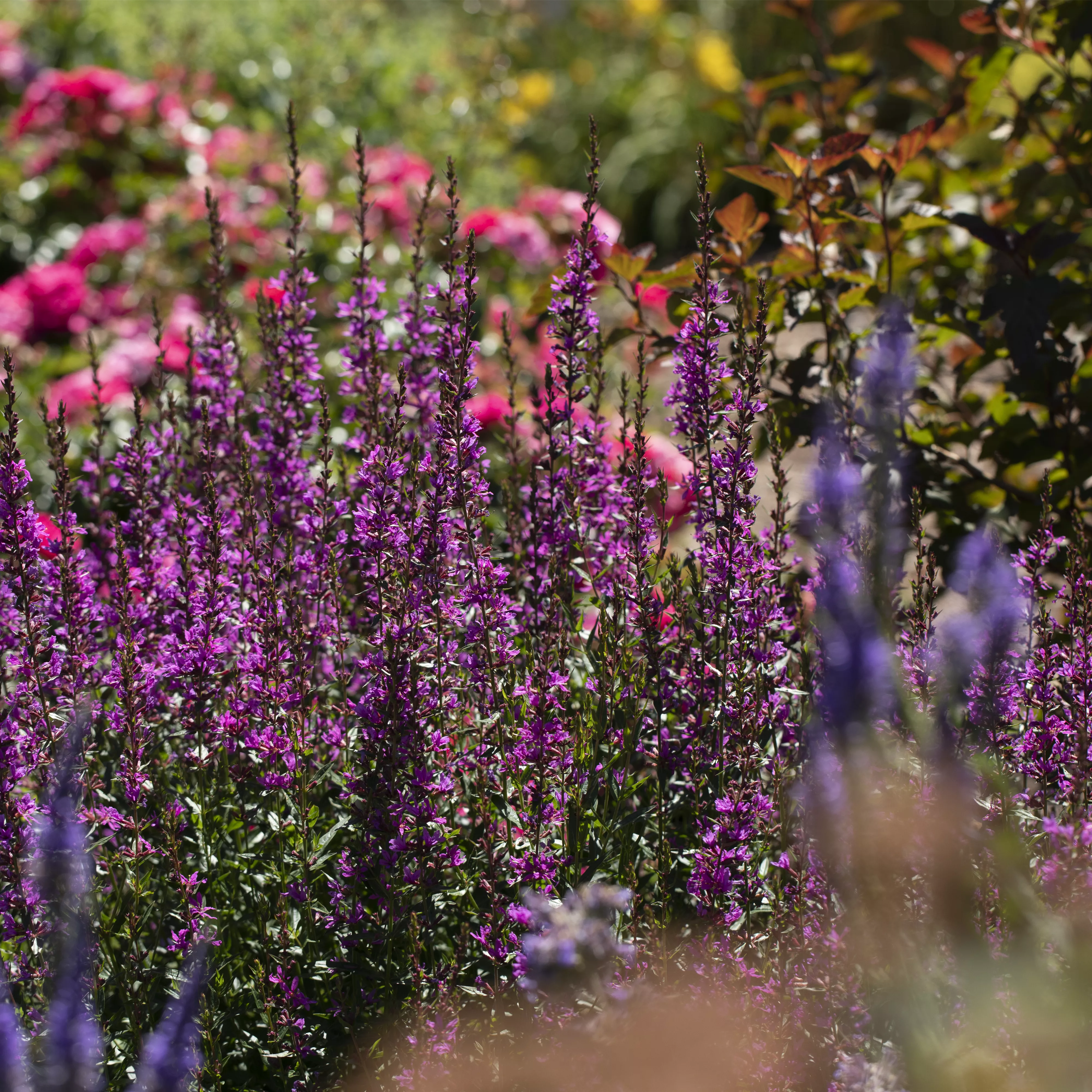 Wellness im eigenen Garten - Oasen schaffen