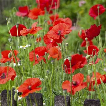 Der Klatschmohn – vom Acker in den Garten