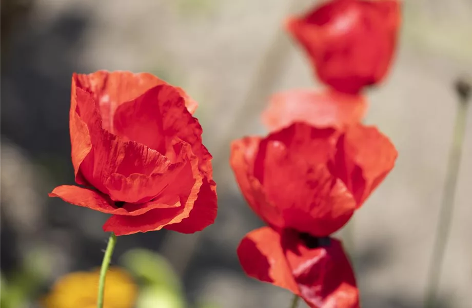 Der Klatschmohn – vom Acker in den Garten