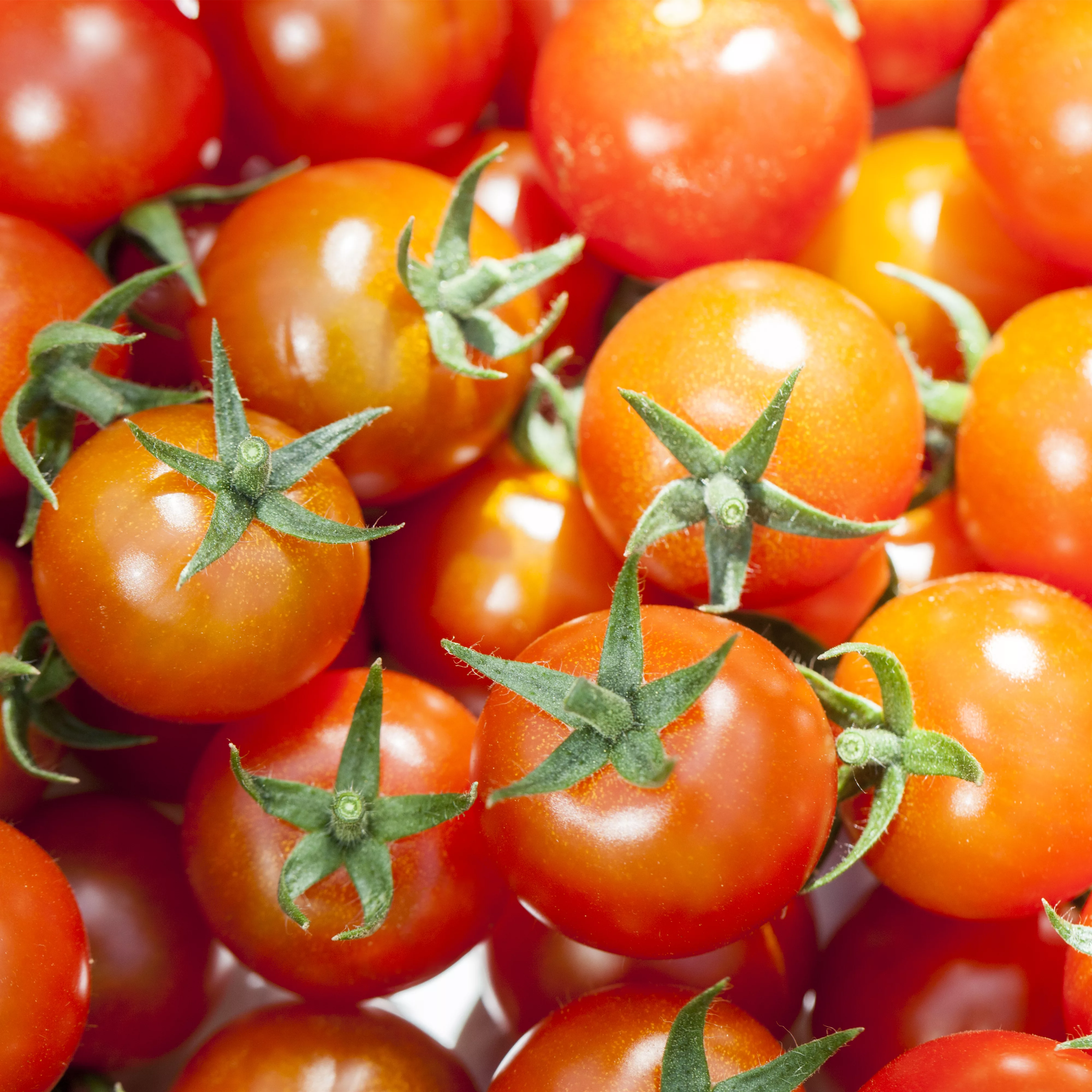 Die Tomate - Aroma, Schönheit und Genuss in eins