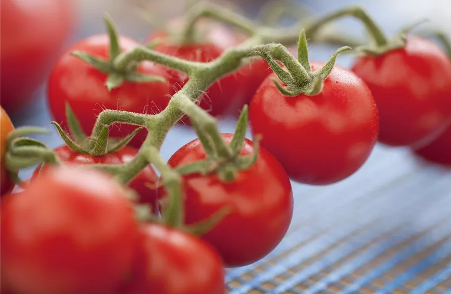 Die Tomate - Aroma, Schönheit und Genuss in eins