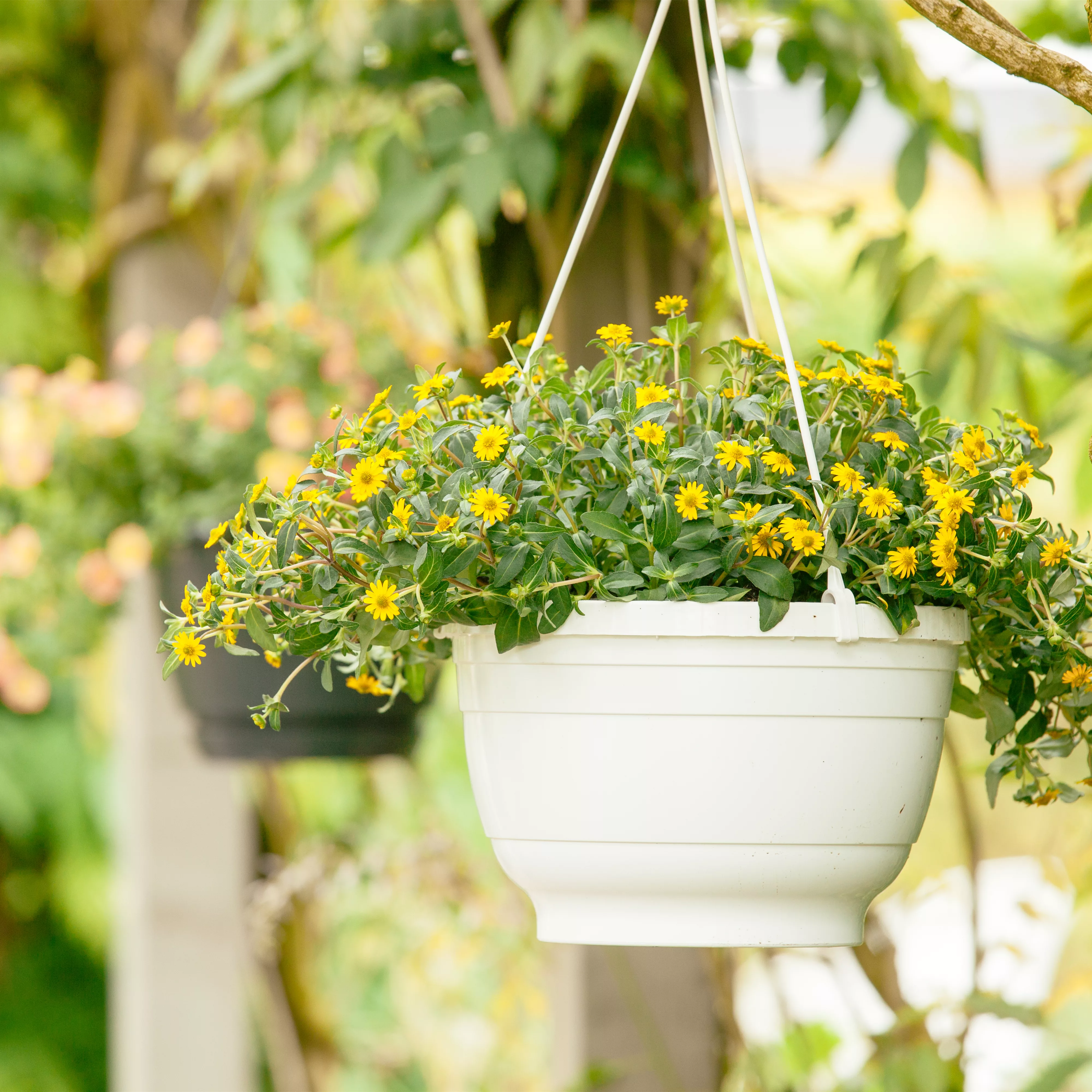 Ein Husarenknopf für den sommerlichen Balkon 