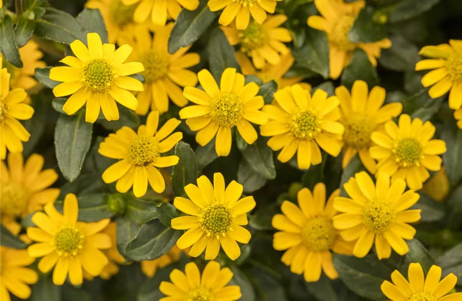 Ein Husarenknopf für den sommerlichen Balkon 