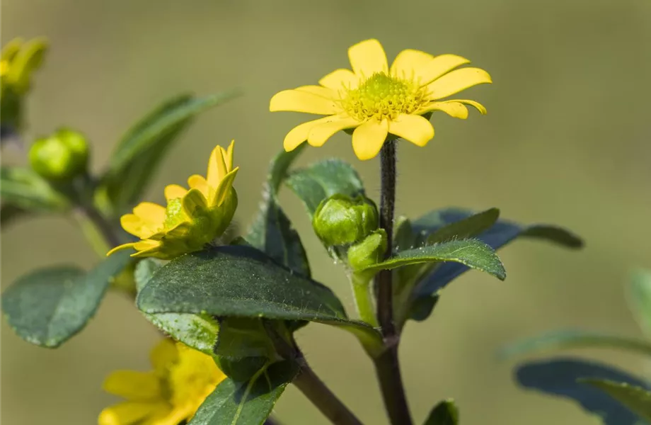 Ein Husarenknopf für den sommerlichen Balkon 