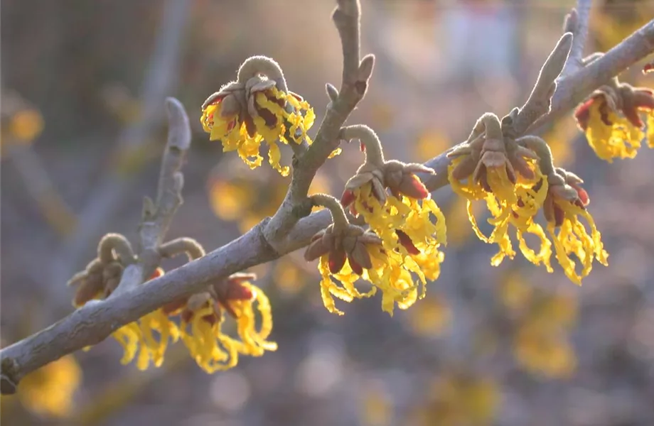 Die Sonne geht auf – Blumenbeet in Gelb und Orange