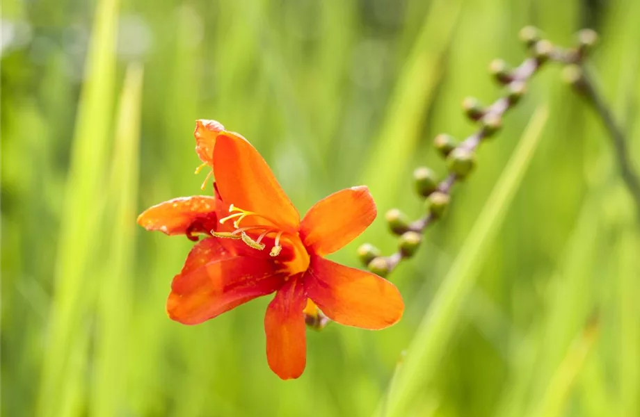 Das richtige Blumenbeet: eine Frage des Geschmacks