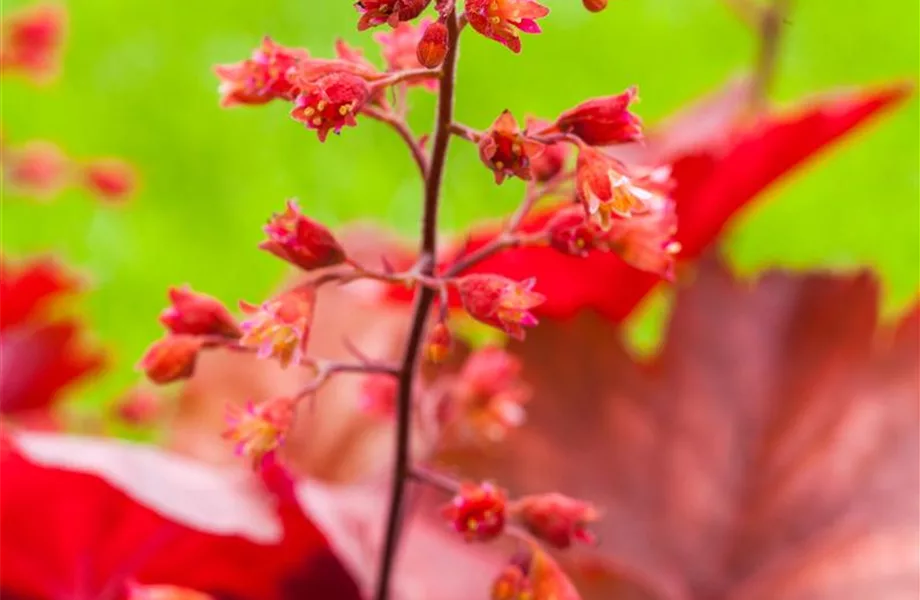 Pflanzpartner für Hortensien – Ideen für den Garten