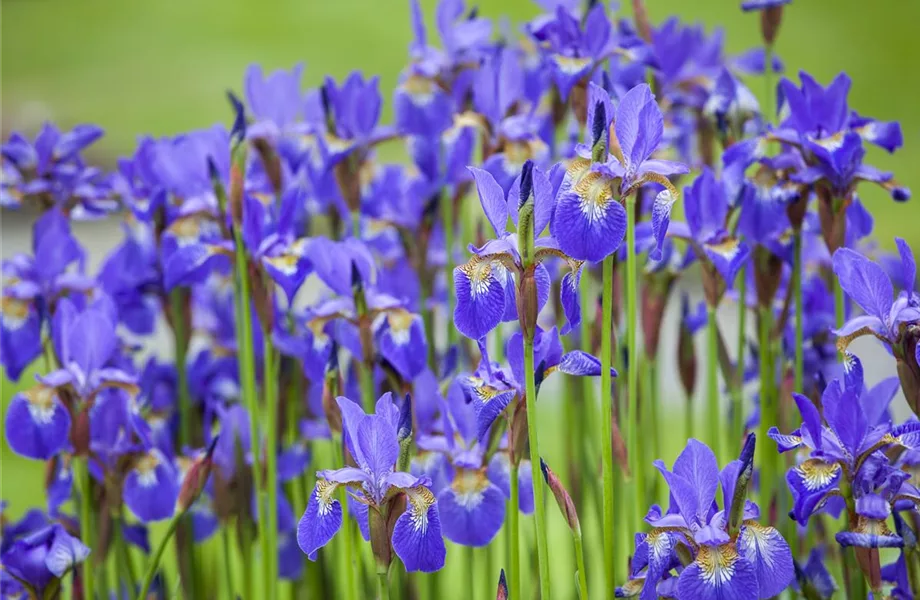 Pflanzpartner für Hortensien – Ideen für den Garten