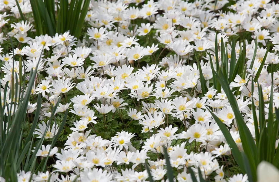 Pflanzpartner für Hortensien – Ideen für den Garten