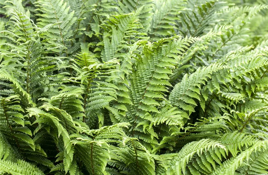 Der Flaschengarten - ein Regenwald für Zuhause