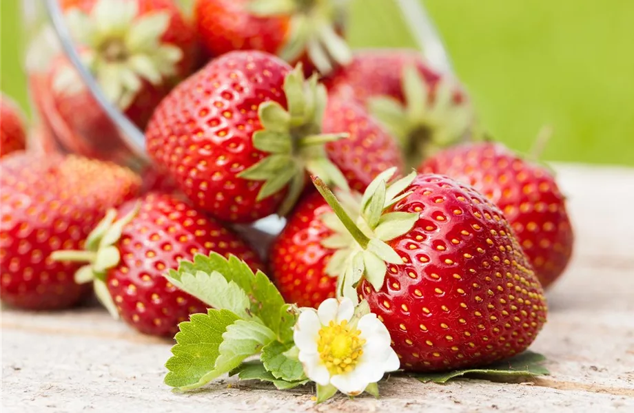 Erdbeeren – rot, rund und richtig lecker!