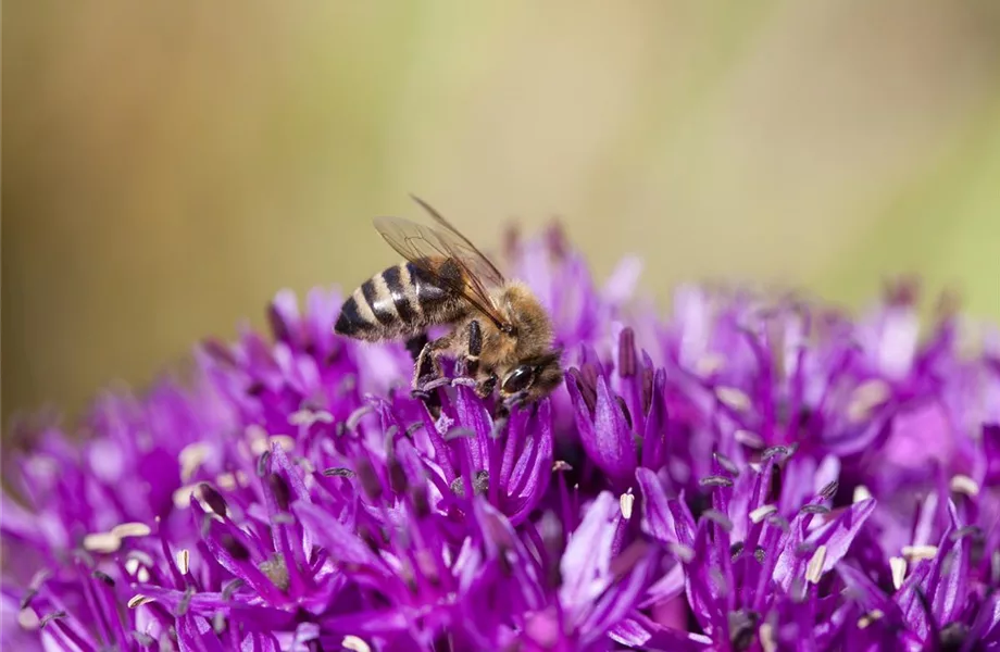 Bienenfreundliche Sommerblumen – ein Büffet für Biene und Co.