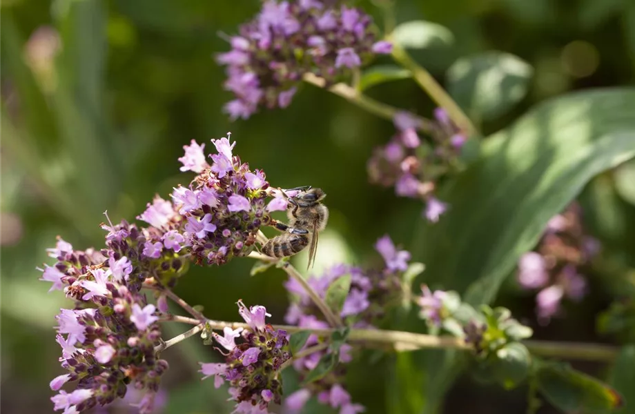 Bienenfreundliche Sommerblumen – ein Büffet für Biene und Co.