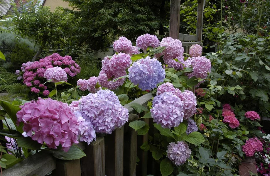 Die Hortensie im Garten – durstige Schönheit mit Charakter