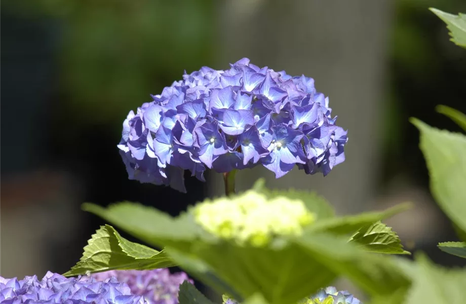 Die Hortensie im Garten – durstige Schönheit mit Charakter