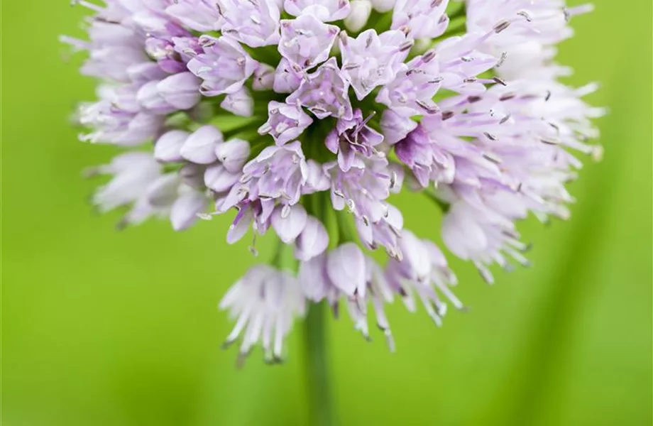 Allium – pflegeleichter Zierlauch als Gartenschmuck