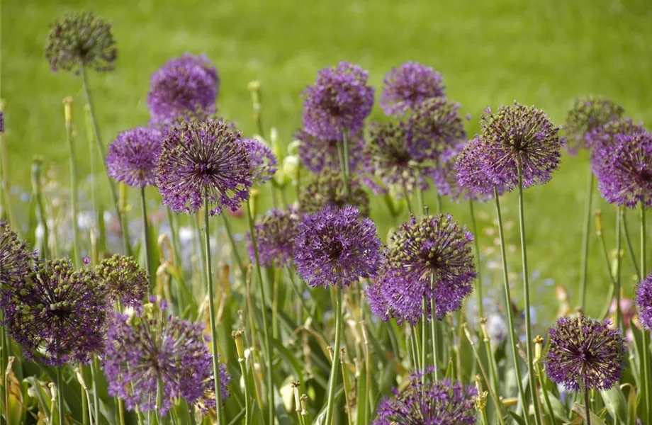 Allium – pflegeleichter Zierlauch als Gartenschmuck