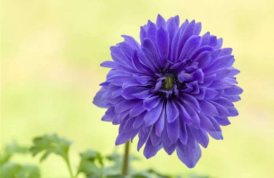 Anemonen im Topf bringen Farbenfreude auf den Balkon