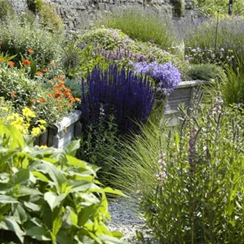 Das Staudenbeet – ein Blütenmeer im Garten