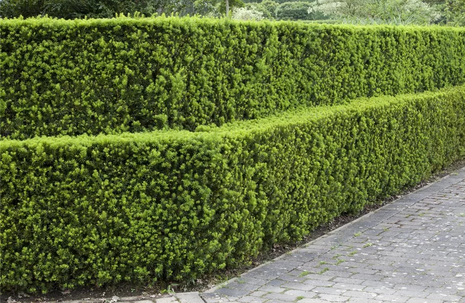 Pflegeleichter Garten: Wohlfühloase trotz wenig Zeit